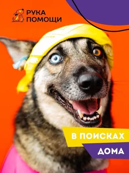 Помочь Арии найти дом