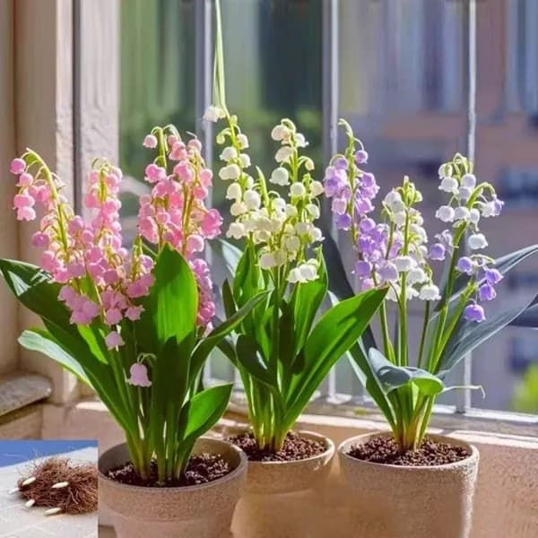 Non-branded Стабилизированные цветы, 10 см, 4.32 гр