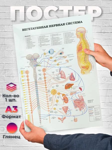 Постер "Вегетативная нервная система Постер А3", 42 см х 29.7 см