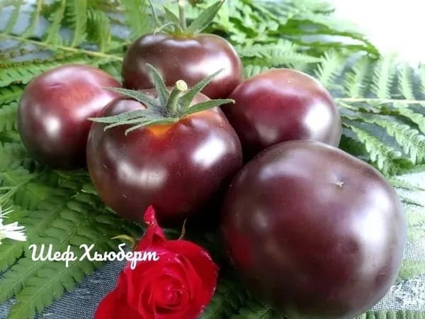 Коллекционные семена Томат Шеф Губерт