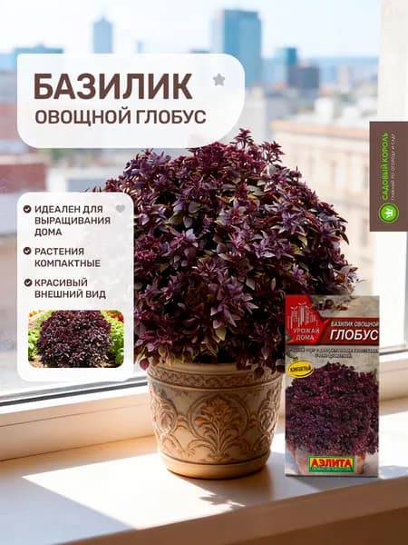 Семена базилика, Базилик овощной "Глобус" семена зелени для сада и дома Агрофирма Аэлита