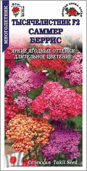 Тысячелистник Саммер Беррис /Сотка/ 5шт /*