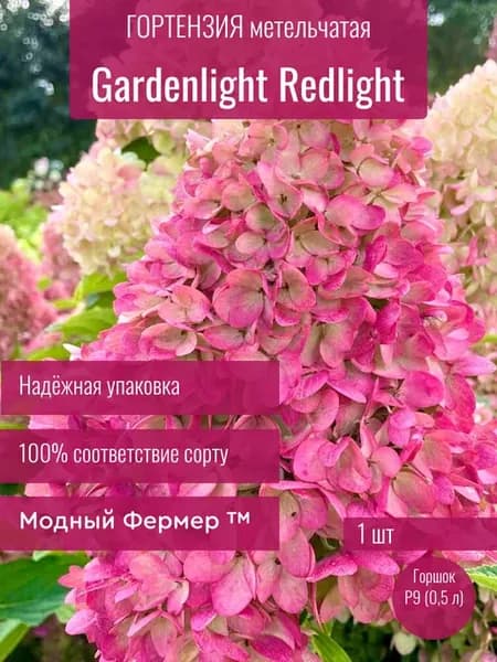 Гортензия метельчатая Гарденлайт Редлайт, саженец в P9