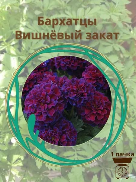 Бархатцы Вишнёвый закат 10 шт. семян