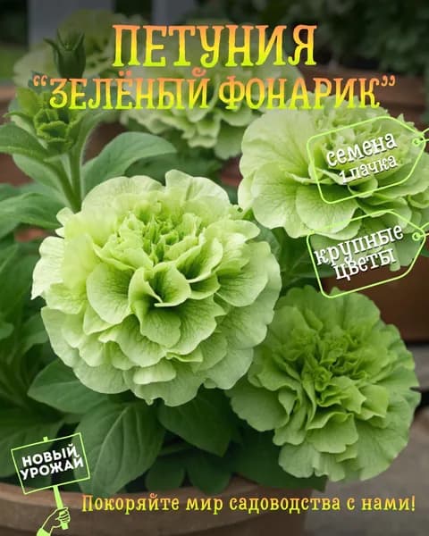 Петуния (махровая) Зелёный фонарик, семена, 10 шт.