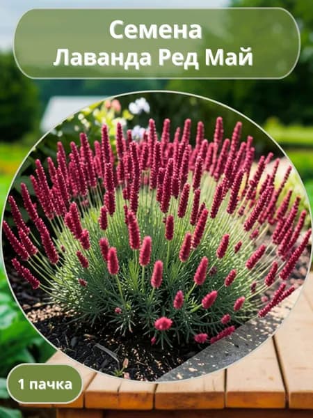 Лаванда Ред Май, семена 10 шт