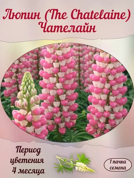 Люпин (The Chatelaine) Чателайн, семена, 10 шт.