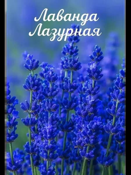 Лаванда "Лазурная" саженец