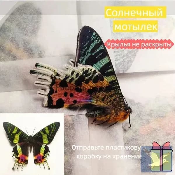 Настоящий образец бабочки в прозрачном боксе