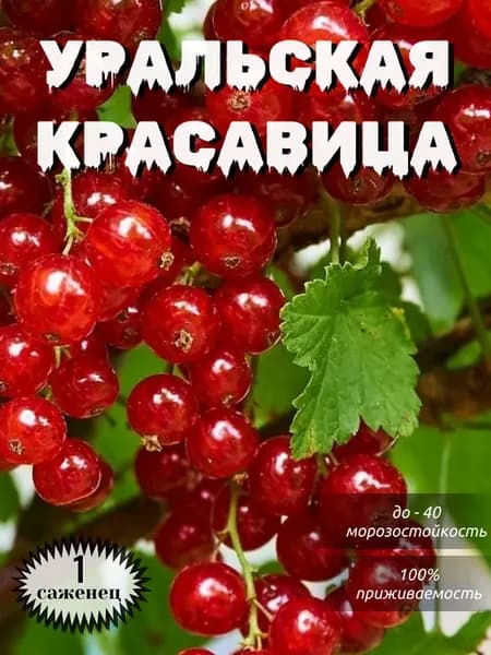 смородина саженцы крупная уральская красавица