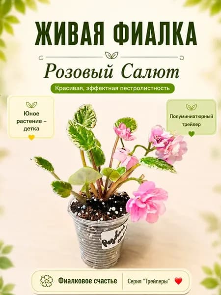 Фиалка комнатная живая "ЛЕ-Розовый Салют"