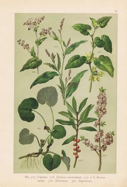 Горчак, гречиха настоящая, волчьи ягоды, кирказон (аристолохия). Антикварная хромолитография. Россия, 1897 г.