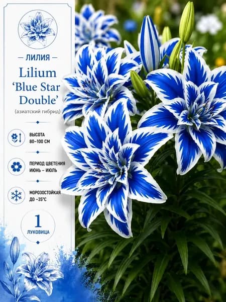 Лилия "Blue Star Double"