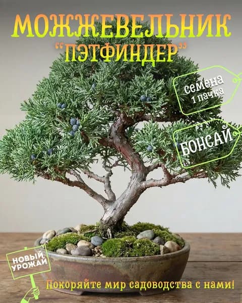 Можжевельник скальный Пэтфиндер, семена, 10 шт. (бонсай)