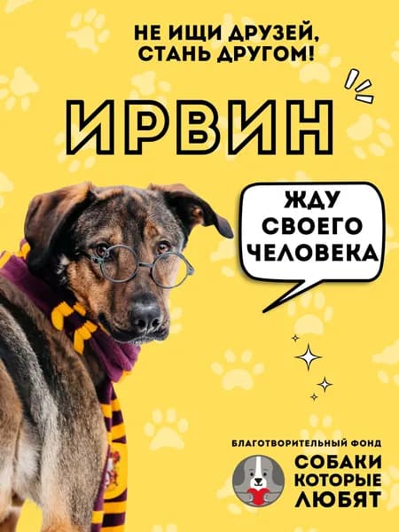 Помочь Ирвину найти дом
