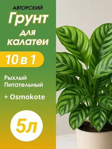 Грунт для Калатеи 5л готовый