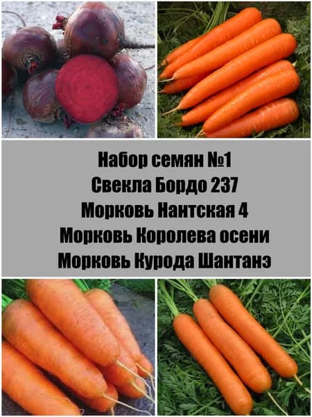 Семена свеклы и моркови № 1