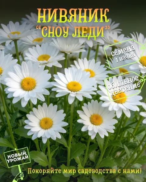 Нивяник (садовая ромашка) Сноу Леди, семена, 10 шт.