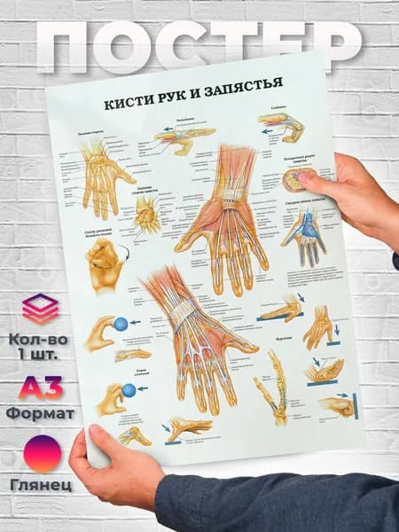 Постер "Анатомия кисти рук и запястья медицина А3", 42х29.7 см