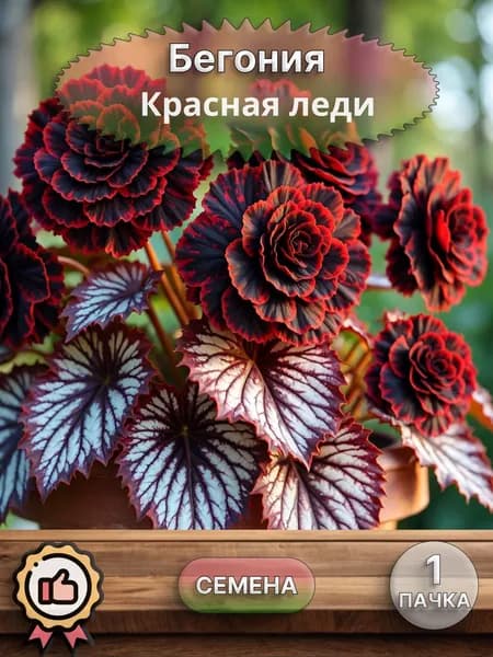 Бегония махровая Красная леди, семена, 10 шт.