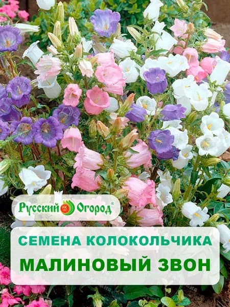 Семена Колокольчик "Малиновый звон" 0,1 г, цветы для дачи, сада и огорода, на рассаду, в открытый грунт