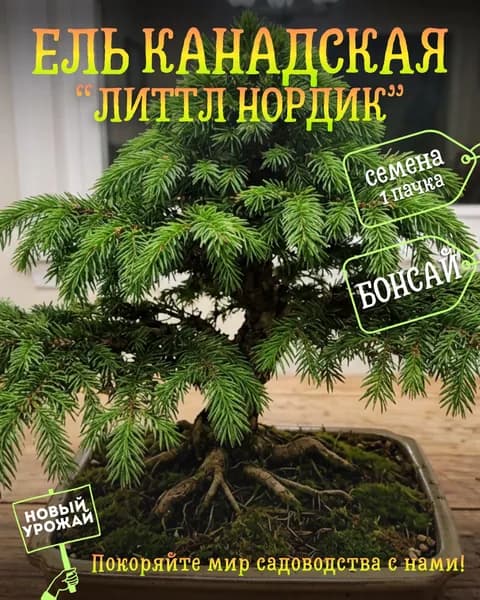 Ель канадская Литтл Нордик, семена, 10 шт. (бонсай)