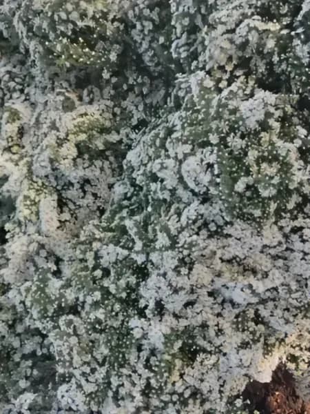 астра веровская