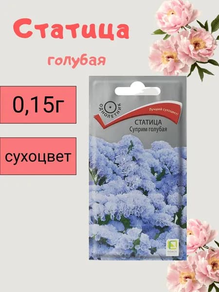 Статица суприм голубая