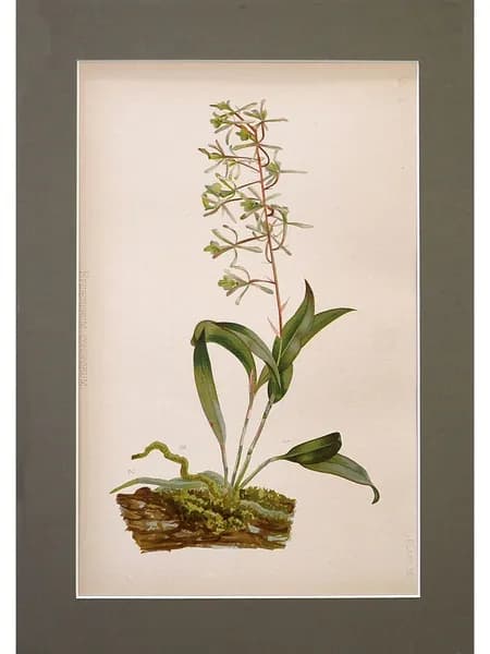 Ботаническая антикварная иллюстрация Epidendrum Conopseum. Томас Михан, США 1880 год.