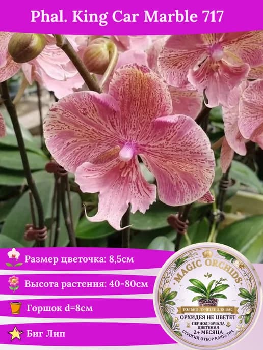 Орхидея живая Phal. King Car Marble '717' - 2,5"