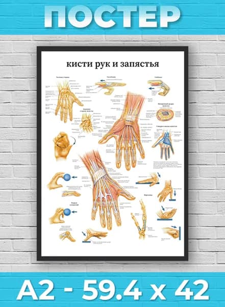 Постер "А2 - Анатомия кисти руки и запястья человека", 59.4х42 см