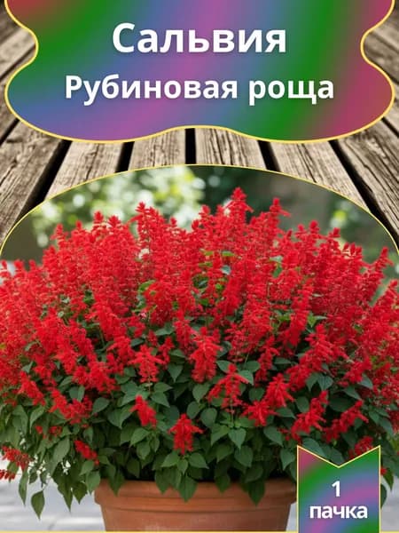 Сальвия (шалфей) Рубиновая роща , семена 10 шт.