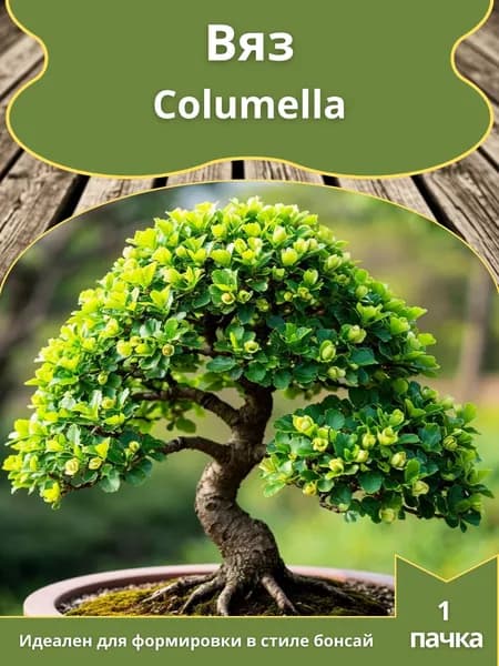Вяз Columella , семена 10 шт. (бонсай)