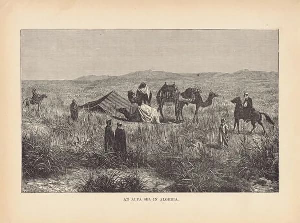 Африка. Степной район Море Альфа в Алжире. Антикварная гравюра (ксилография). США, 1892 г.