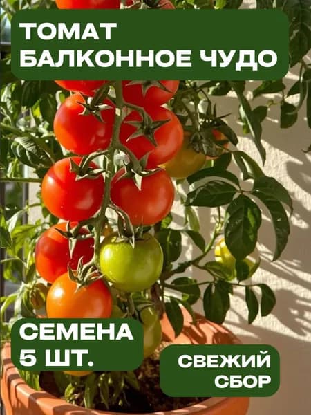 Семена томатов Балконное Чудо (5 штук)