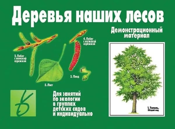 Деревья наших лесов (Д-284) Демонстрационный материал
