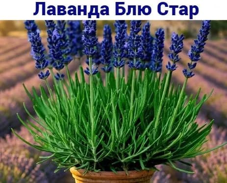 Лаванда Блю Стар саженец