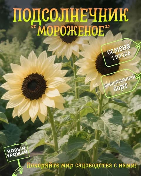 Подсолнечник Мороженое, семена, 10 шт.