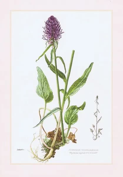 Кольник черный. Антикварная офсетная литография. Германия, Гамбург, 1957 г.