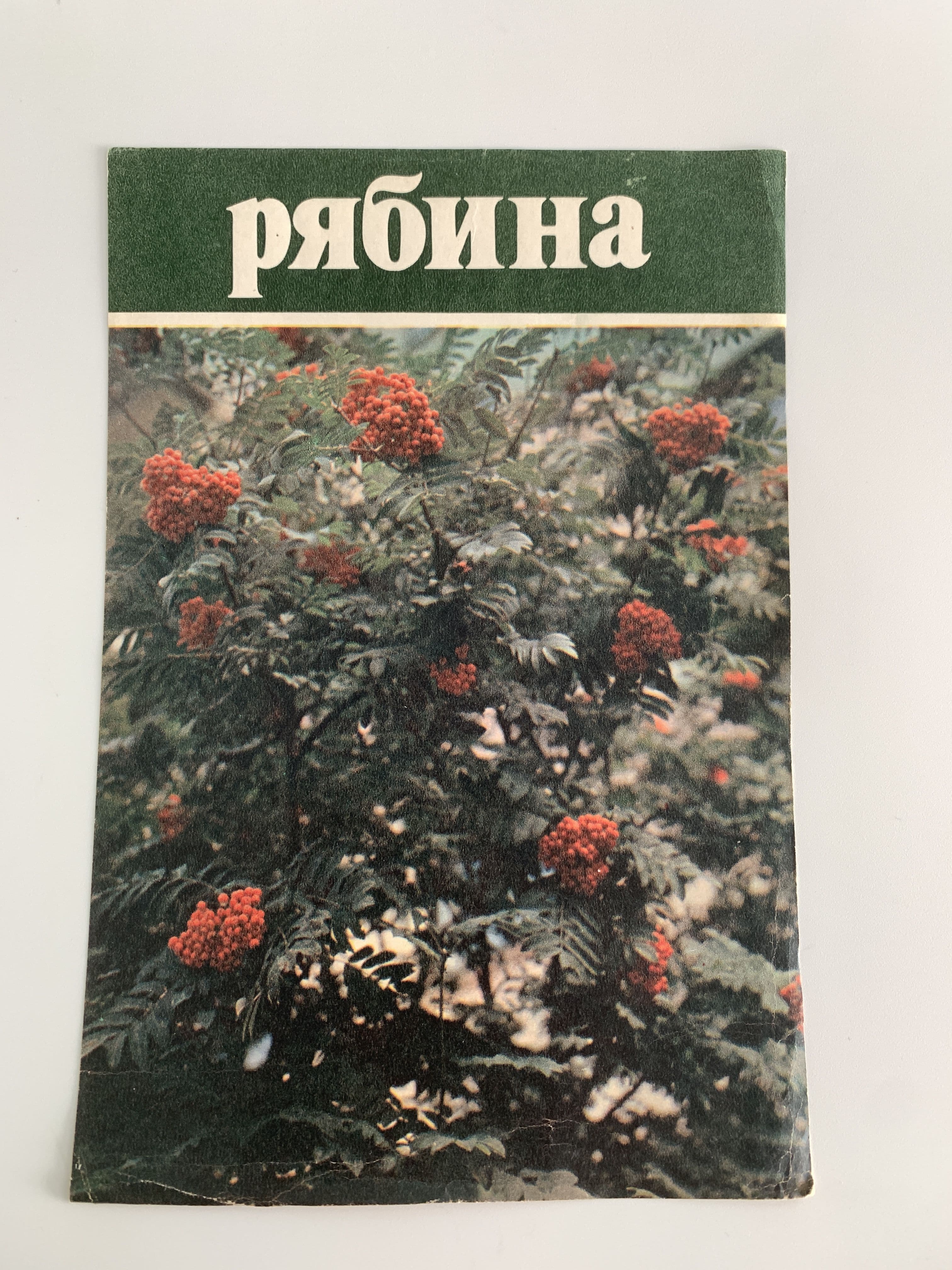 Агитационная листовка "Собирайте и сдавайте плоды рябины..." 1984