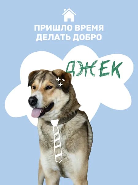 Помочь Джеку найти дом