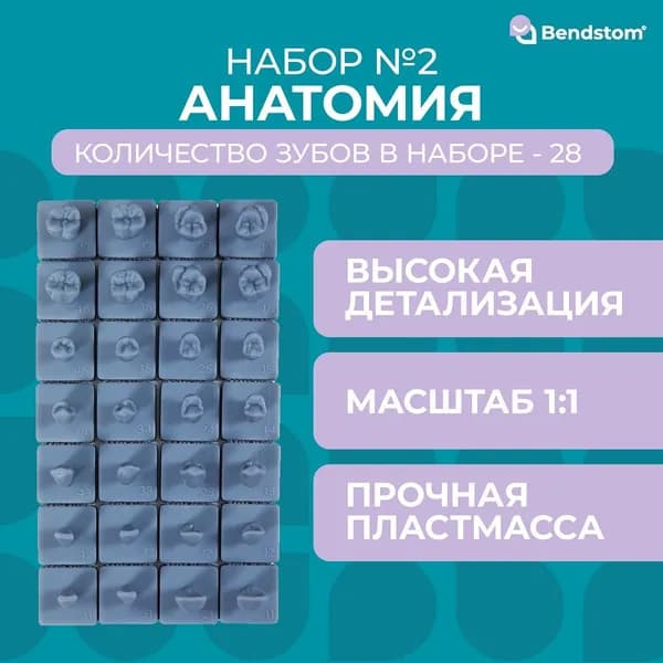 Набор №2 зубы в анатомию 28 зубов для отработки мануальных навыков / стоматологические модели для реставрации