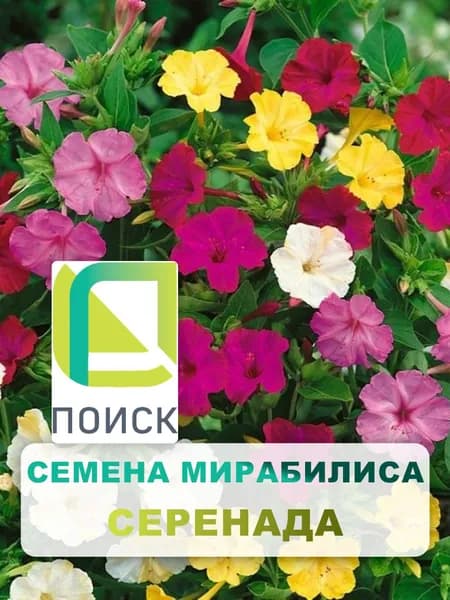 Семена Мирабилис "Серенада" 1 г, однолетние цветы, цветы для дачи, сада и огорода, на рассаду, в открытый грунт