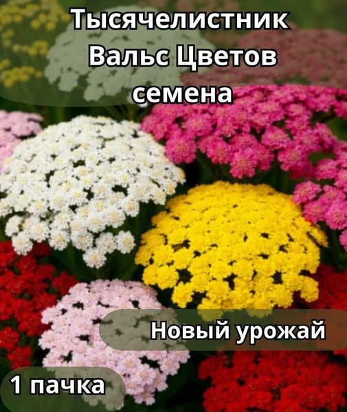 Тысячелистник Вальс Цветов ,смесь, семена 10шт