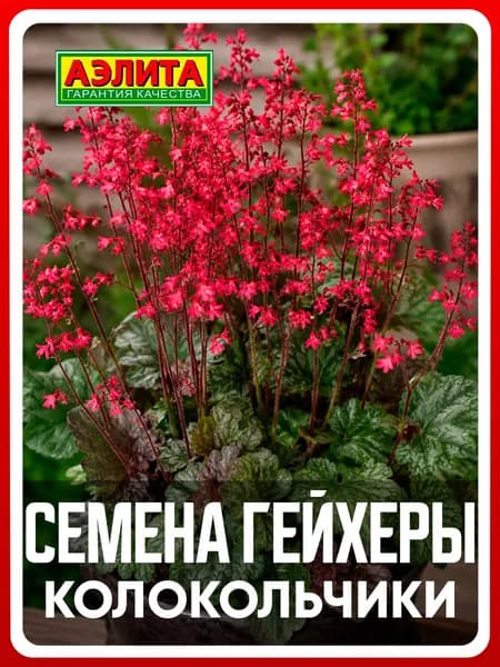 Семена Гейхера "Колокольчики" 0,05 гр, многолетние растения для дома, дачи и сада, клумбы, в открытый грунт, в контейнер, ящик.