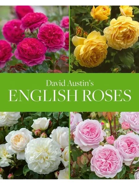 David Austin's English Roses выращивание роз
