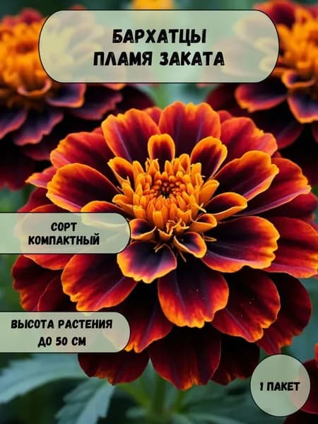 Бархатцы Пламя заката семена 10 шт