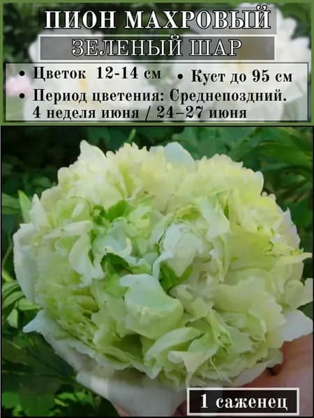 Пион травянистый, махровый Зеленый шар, саженец 1 штука