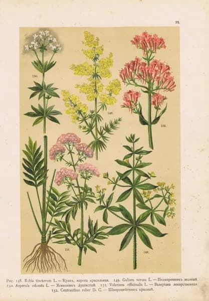 Цветы. Крап (марена красильная), подмаренник желтый, ясменник душистый, валериана лекарственная, шпороцветник красный. Хромолитография антикварная. Россия, 1899 г.