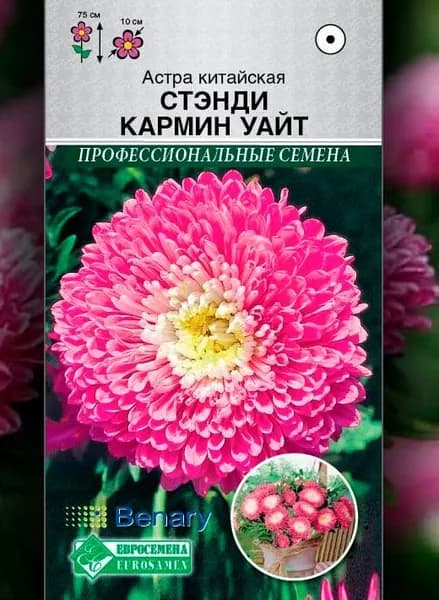 Астра китайская Стэнди Кармин Уайт /10 шт семян